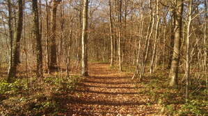 289433
