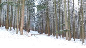 293459