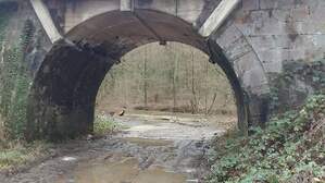 323532