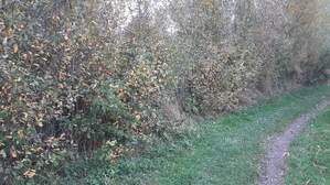 339092