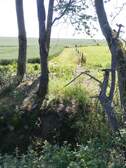 346994