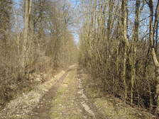 36731