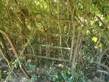 85066